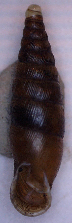 Cochlodina laminata?